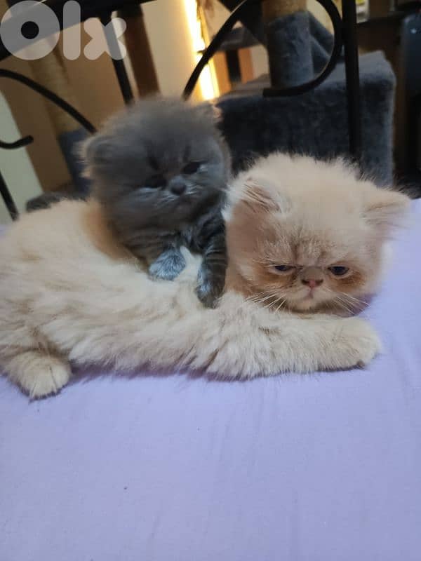 Persian Cat for Sale 0