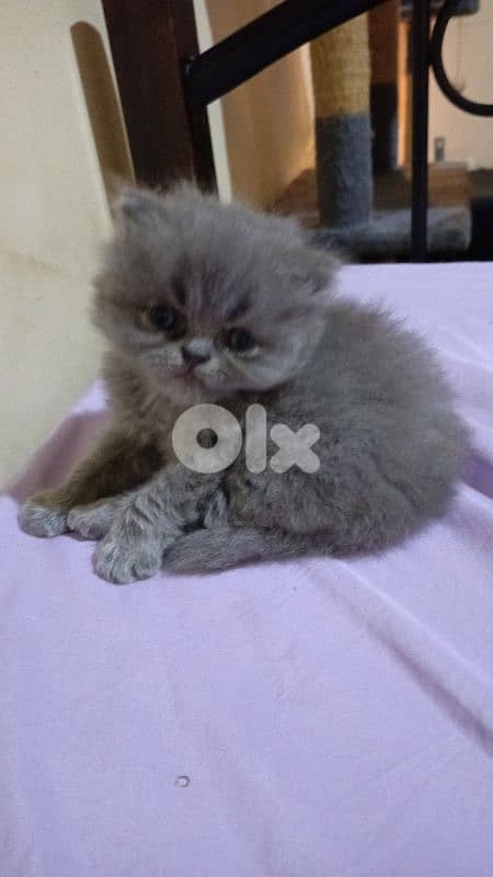 Persian Cat for Sale 1