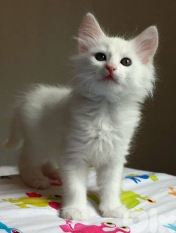 angora kittens for sale 0