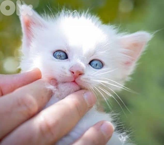 angora kittens for sale 2