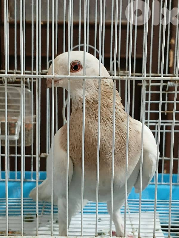 pigeon for sale 0