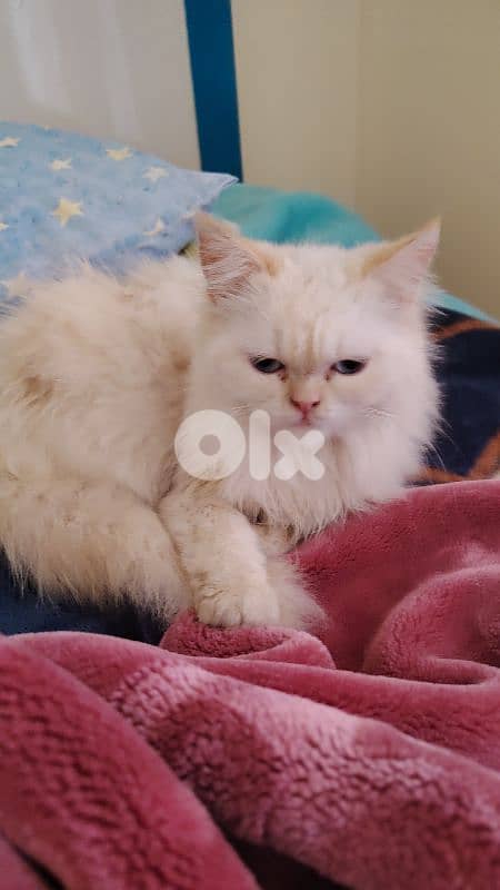 luccy for sale 0