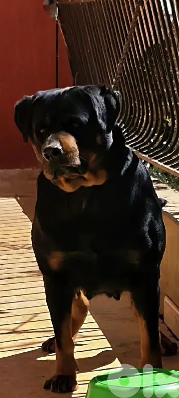 rottweiler king size