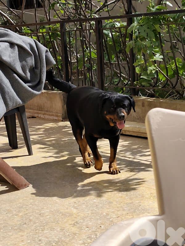 rottweiler king size 1