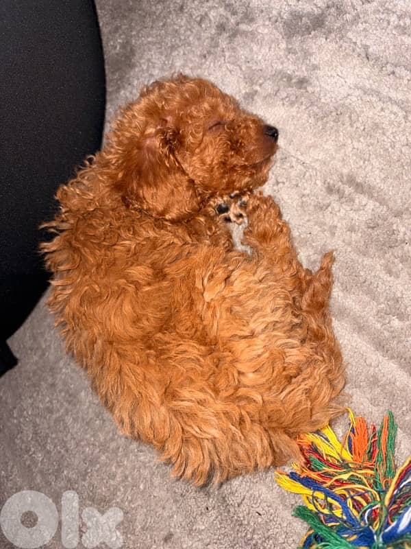 toy poodle for sale 0
