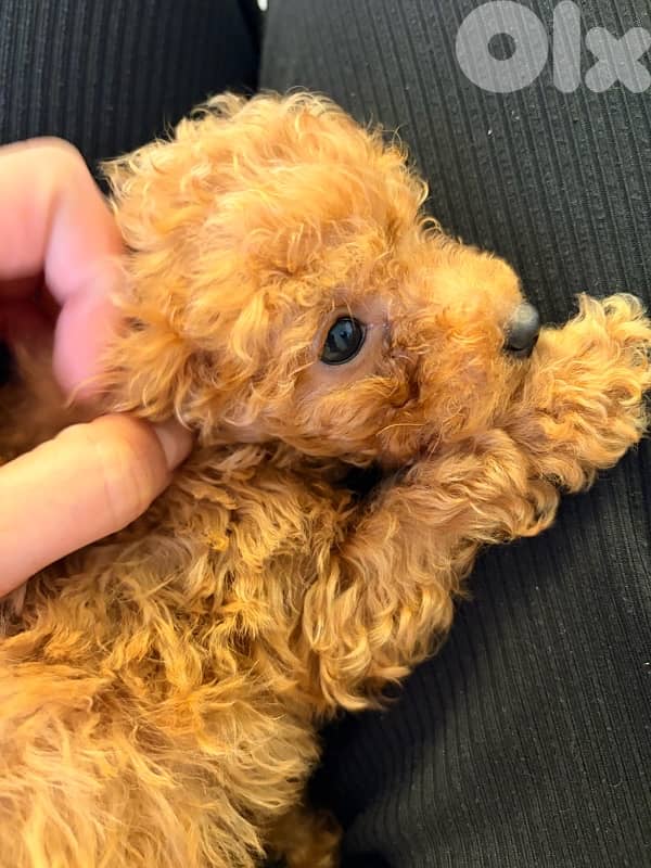toy poodle for sale 1