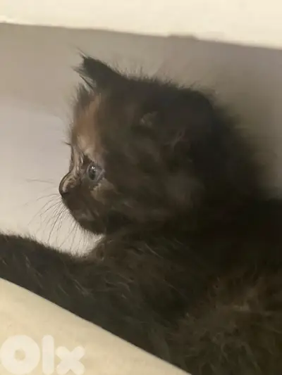 fluffy manxkitten