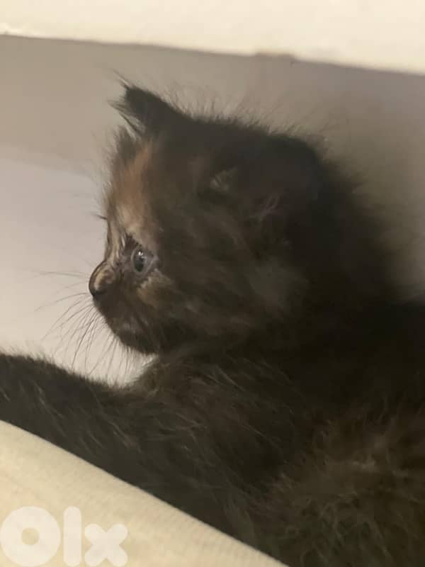 fluffy manxkitten 0
