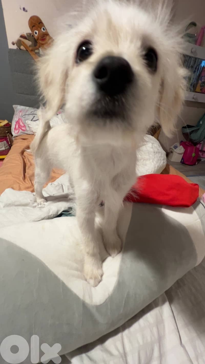 very cute puppy loves people smart and playful 0