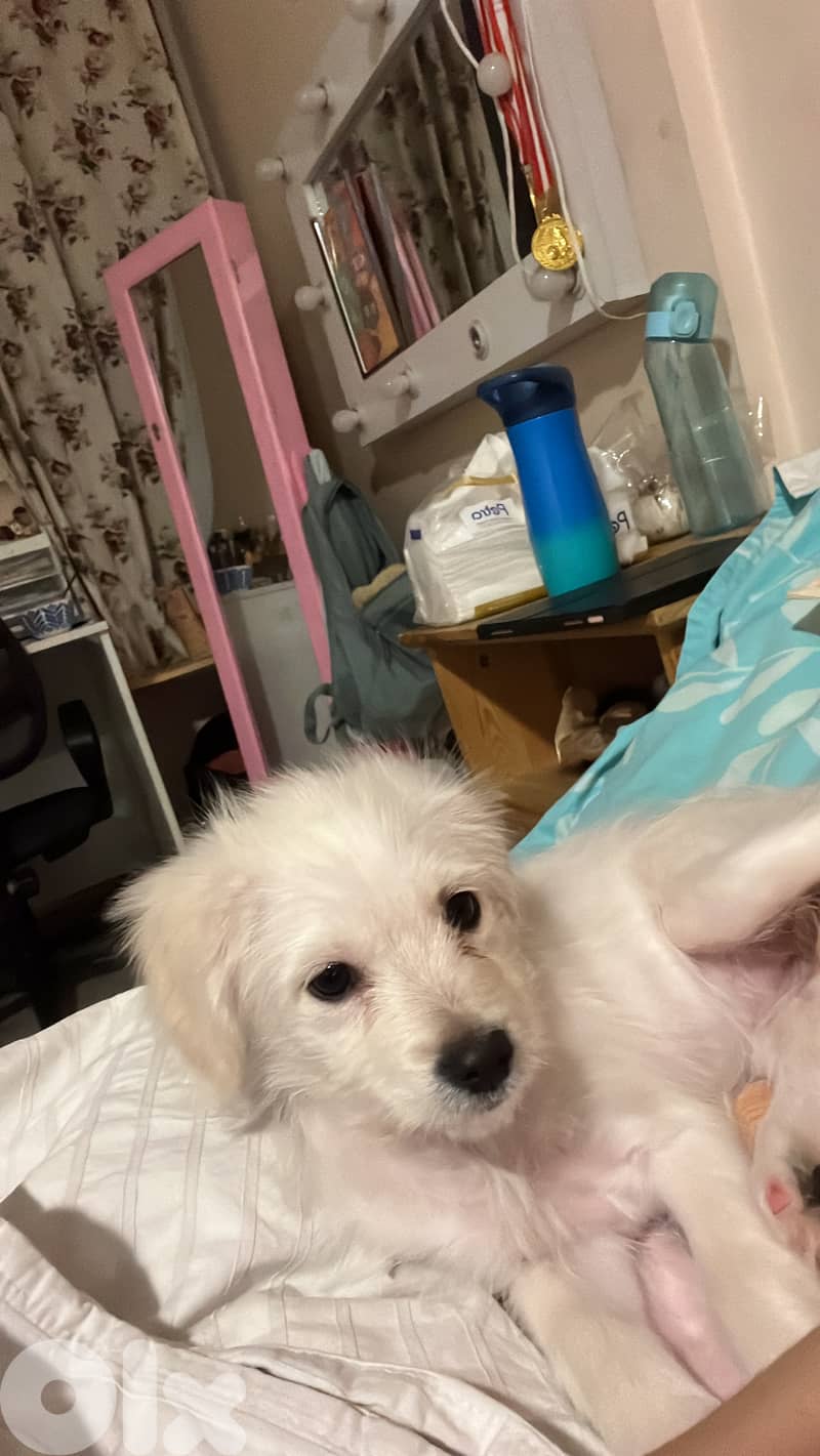 very cute puppy loves people smart and playful 1