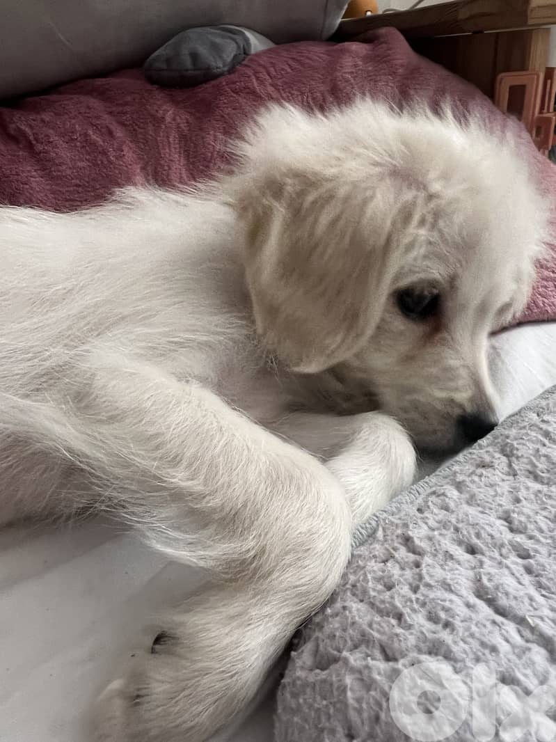 very cute puppy loves people smart and playful 4