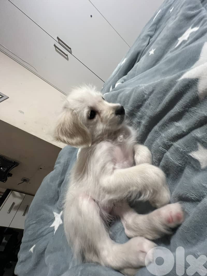 very cute puppy loves people smart and playful 5