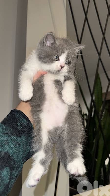cat for sale 0