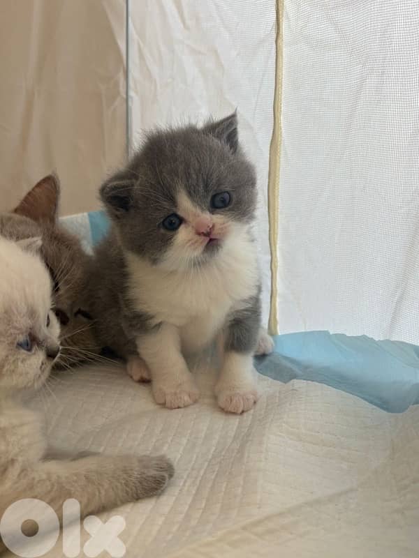cat for sale 1