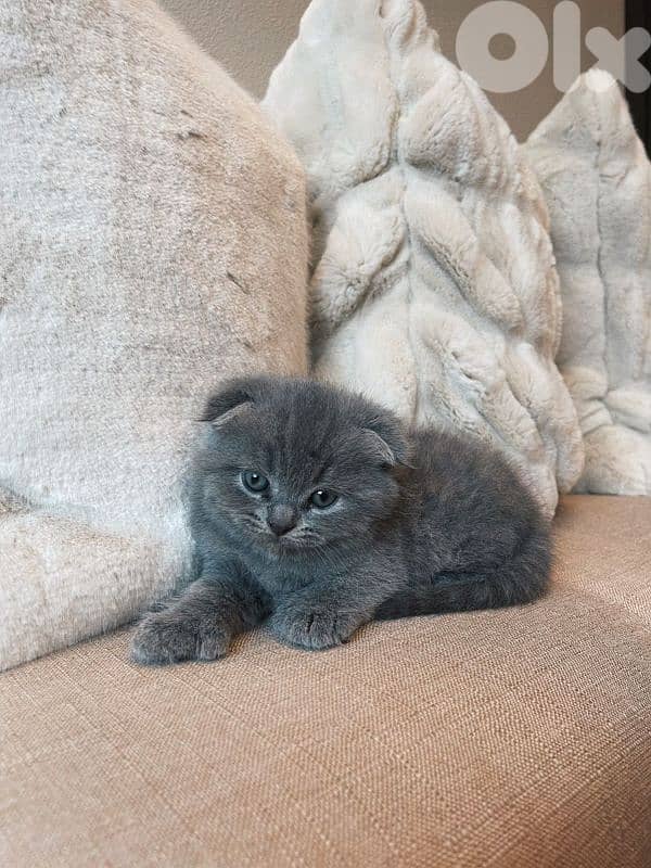 pure Scottish fold kitten HIGHEST QUALITY 0