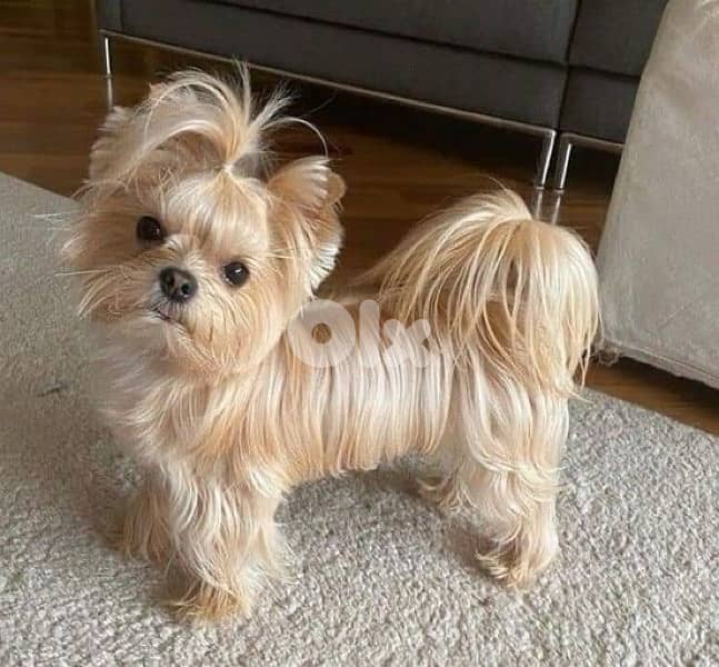 Teacup Yorkshire Terrier full gold color AVAILABLE 0