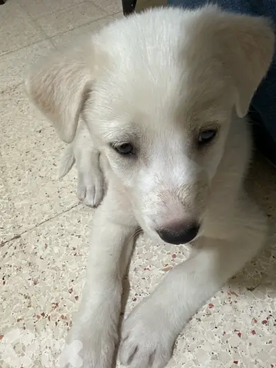 shes a labrador