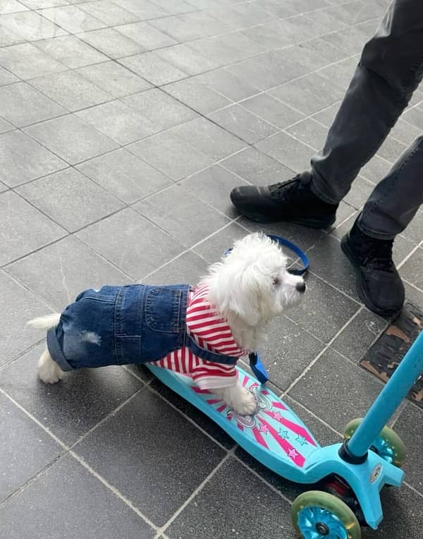 bichon puppy 0