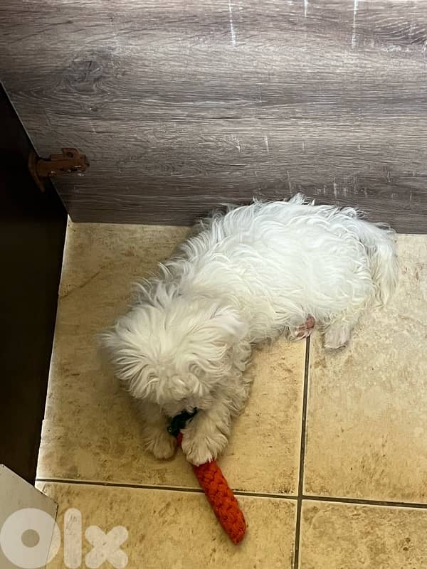 bichon puppy 2