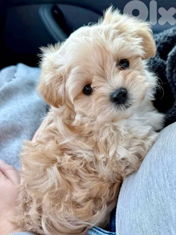 Adorable Cavapoo puppy AVAILABLE 0
