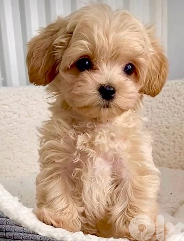 CUTE Cavapoo puppy imported available Delivery 0
