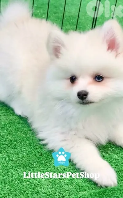 Adorable Pomsky puppy imported available Adorable Pomsky puppy imported available
