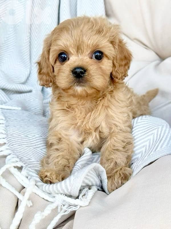 Cavapoo puppies AVAILABLE in store & Delivery 0