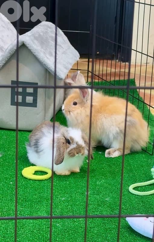 Lion Head rabbits available in store & delivery 0
