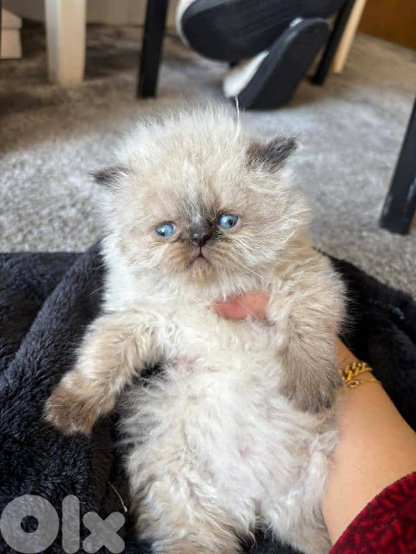 ragdoll kitten 0