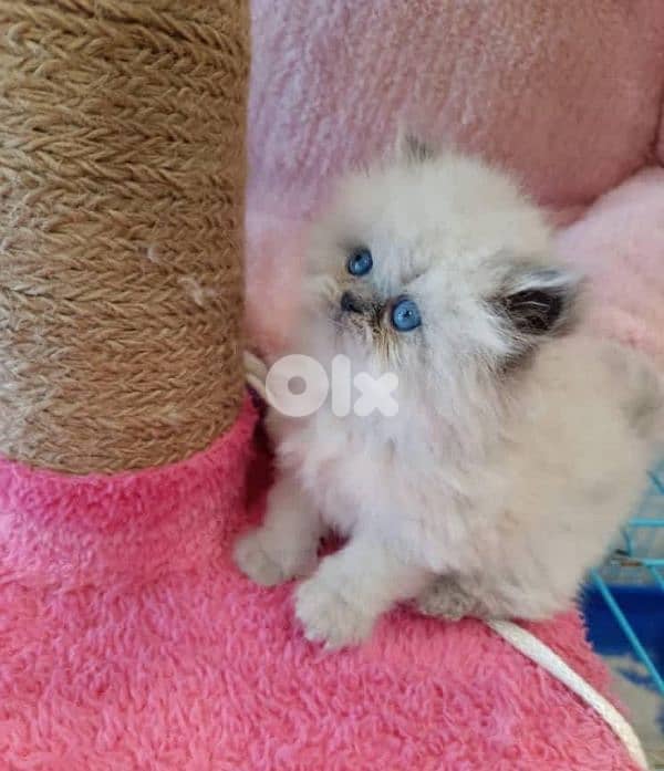 ragdoll kitten 1