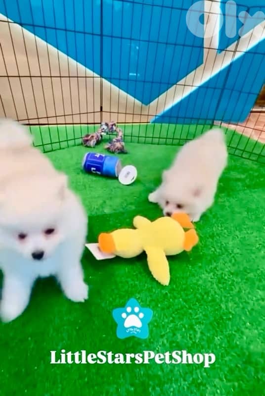 ADORABLE POMSKY PUPPIES AVAILABLE 0