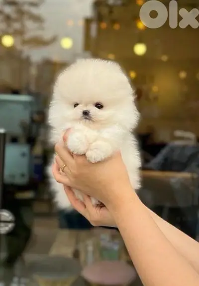 Teacup Pomeranian puppies available
