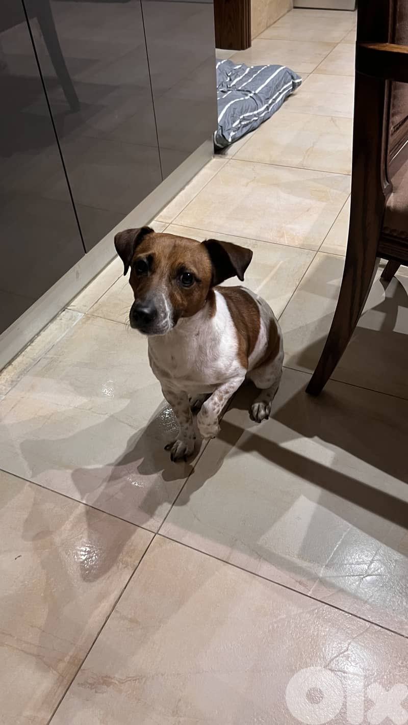 Jack Russel terrier Male for mating 0