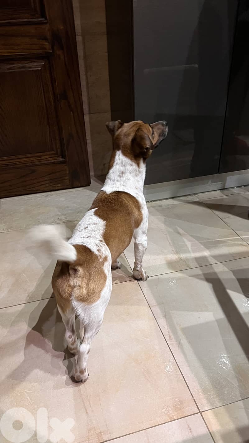 Jack Russel terrier Male for mating 1