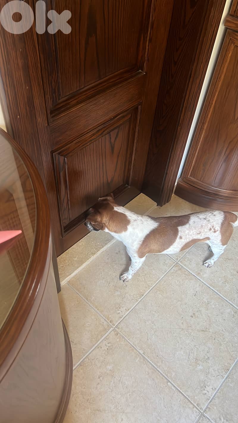 Jack Russel terrier Male for mating 2