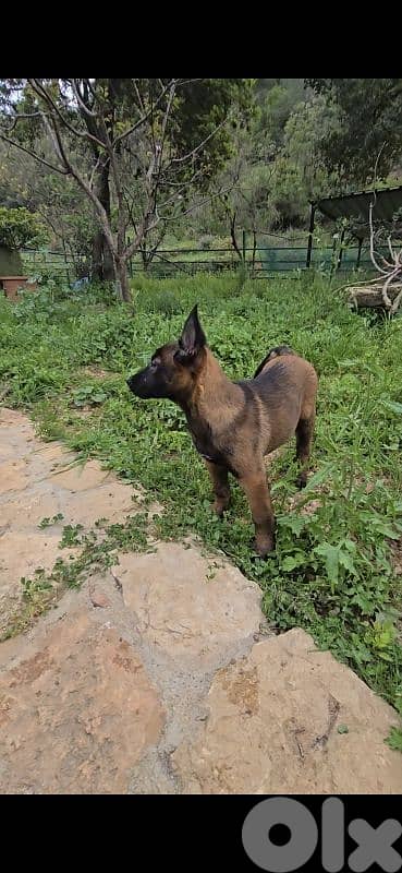 Puppies Malinois 0