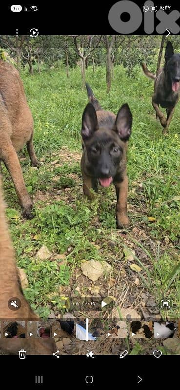 Puppies Malinois 2