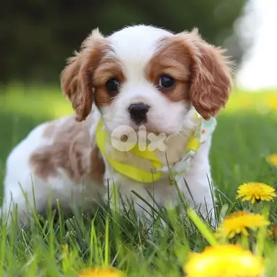 Shih tzu puppies/ dog كلاب