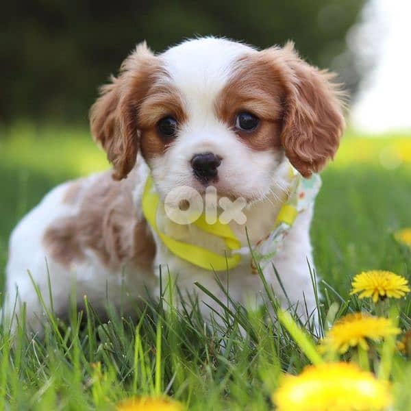 Shih tzu puppies/ dog كلاب 0