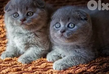 golden chinchilla && british