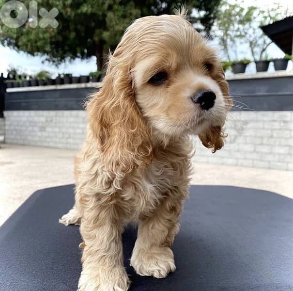 Charming Cocker Spaniel puppy available imported 0