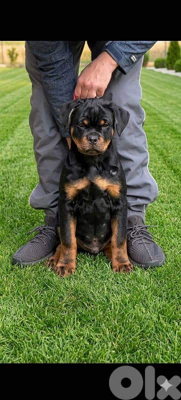 rottweiler serbian blood line 0
