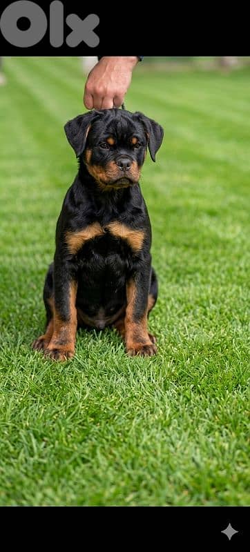 rottweiler serbian blood line 1