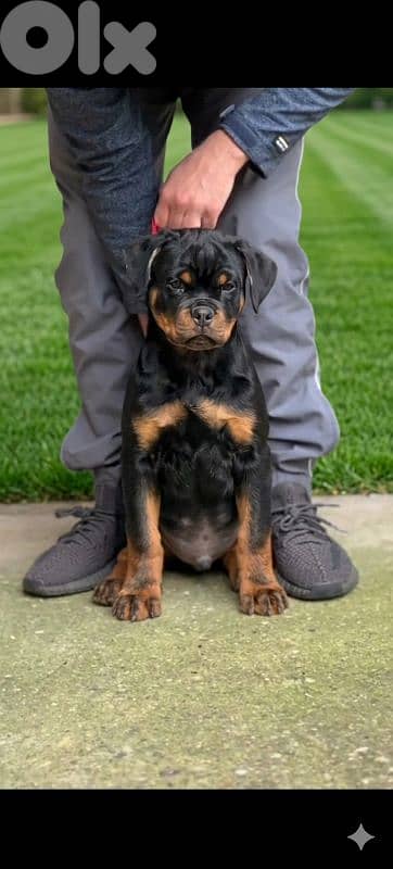 rottweiler serbian blood line 3