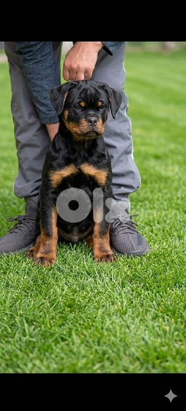 rottweiler serbian blood line 4