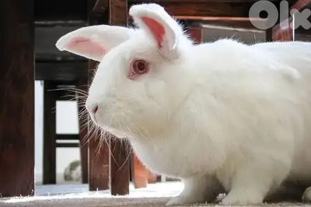 rabit