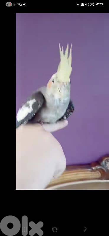 بيروت 1