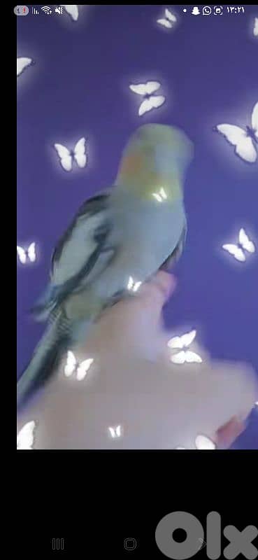 بيروت 5