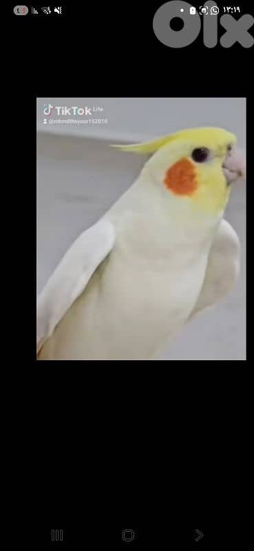 بيروت 12