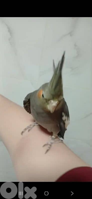 بيروت 19
